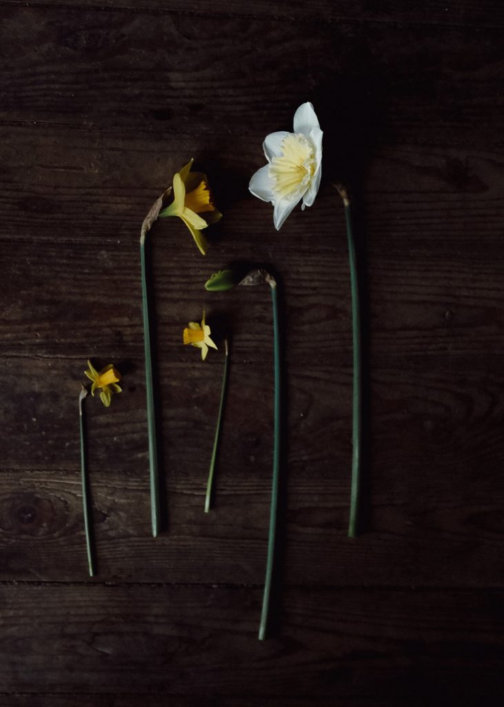 Daffodils, Narzissen, Fakten zu Narzissen, Osterglocken, Schnittblumen