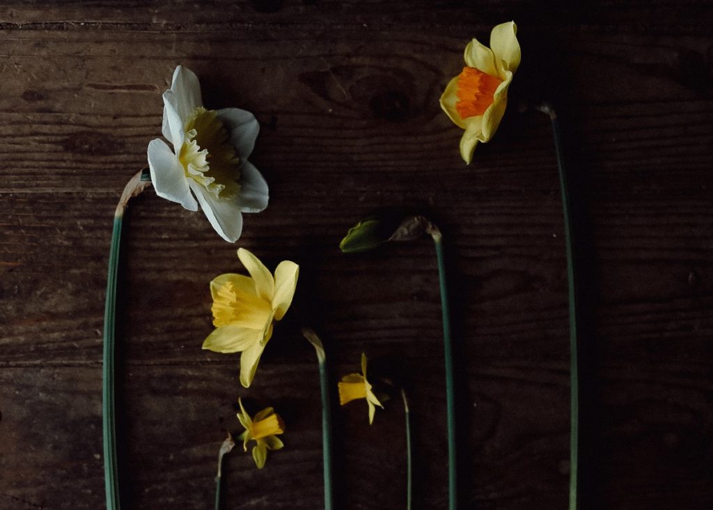 Daffodils, Narzissen, Fakten zu Narzissen, Osterglocken, Schnittblumen