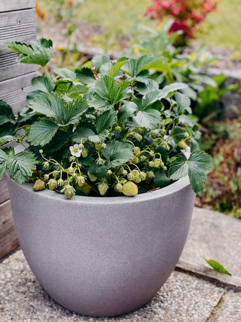 Erdbeeren, Erdbeeren pflanzen, Strawberries, How to plant strawberries, wie pflanzt man Erdbeeren an