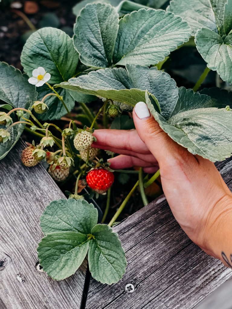 Erdbeeren, Erdbeeren pflanzen, Strawberries, How to plant strawberries, wie pflanzt man Erdbeeren an