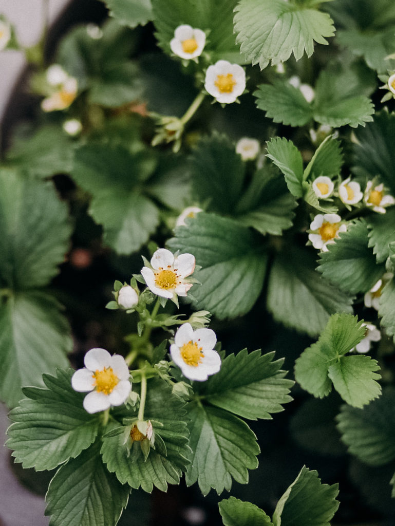 Erdbeeren, Erdbeeren pflanzen, Strawberries, How to plant strawberries, wie pflanzt man Erdbeeren an