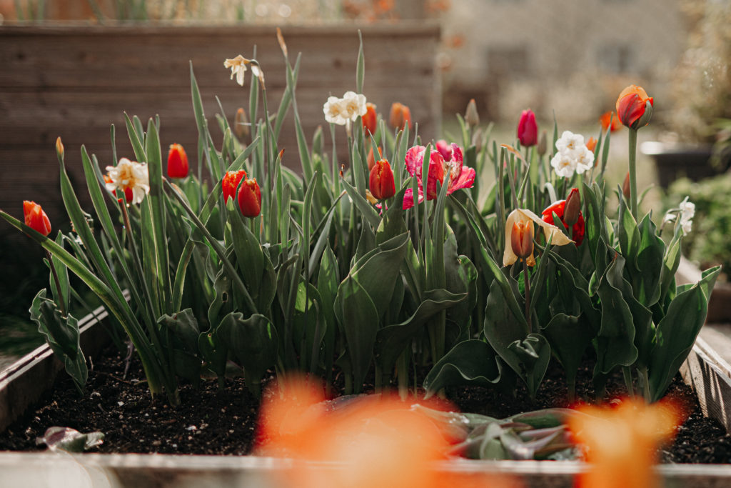 Tulpen länger haltbar machen, how to make tulips last longer, Tulpenpflege, Naturfotograf, Gartenfotograf Linz