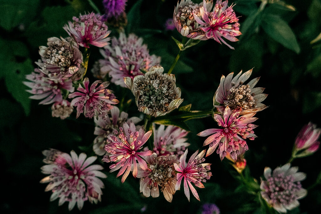 Gartenarbeiten im Juli, Garten to dos im Juli, Was im Juli im Garten zu tun ist