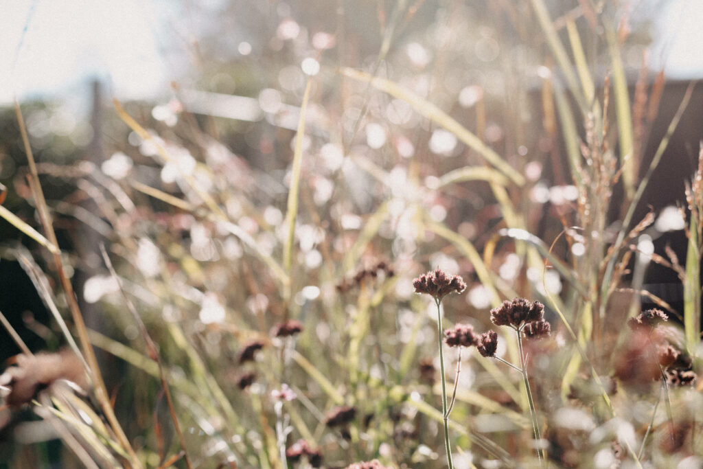 5 Tipps für eine gemütliche Herbstzeit, Gartenarbeiten im November, Was im November im Garten zu tun ist, Blumengarten im November, Gemüsegarten im November