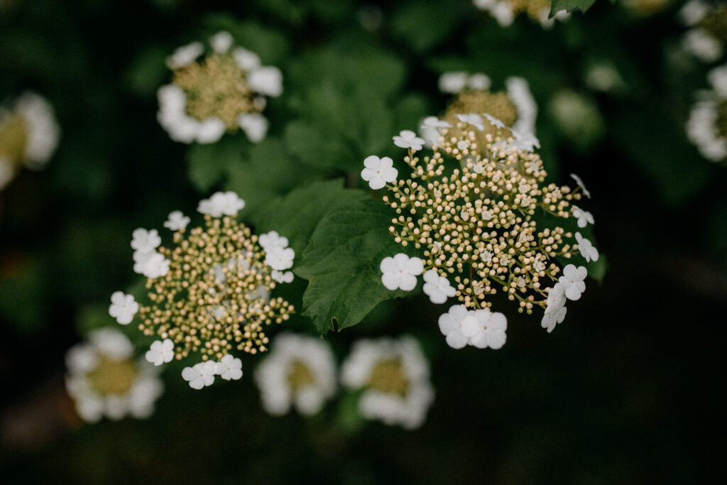 Gartenarbeit im Mai_Tipps und Tricks für deinen Frühlingsgarten im Mai, Gartengestaltung, Garten Tipps und Tricks, Ideen für kleine Gärten